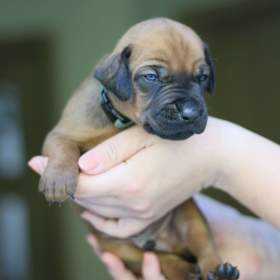 Foto inzerátu Volní 3 pejsci Rhodéského ridgebacka s PP