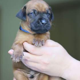Foto inzerátu Volní 3 pejsci Rhodéského ridgebacka s PP