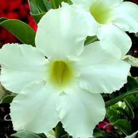 Foto inzerátu Adenium obesum asian star - semena