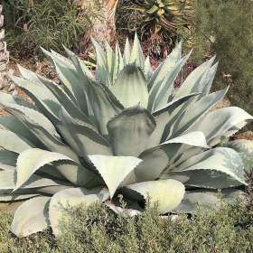 Foto inzerátu Agave ovatifolia - semena