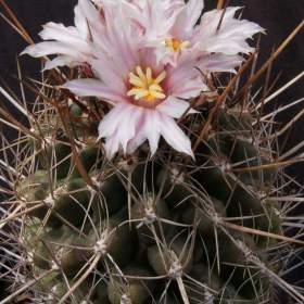 Kaktus Eriosyce taltalensis -  semena / 19959319