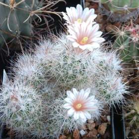 Kaktus Escobaria Zilziana -  semena / 19959320