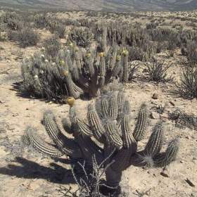 Kaktus Eulychnia breviflora -  semena / 19959321