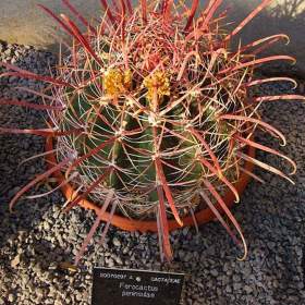 Foto inzerátu Kaktus Ferocactus peninsulae - semena