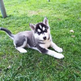 Sibiřský husky kluk~Yanko / 19959361