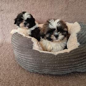 Shih -  tzu -  štěňátka bez pp / 19960123