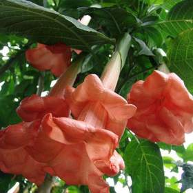 Řízek Brugmansia Angels Honeymoon - Andělská trumpeta / 19960158