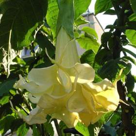 Řízek Brugmansia Angels Surprise - Andělská trumpeta / 19960162
