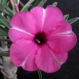 Foto inzerátu Adenium obesum diamond ring - semena
