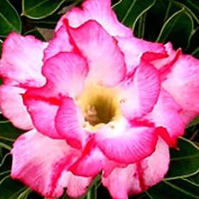Adenium obesum double lilliput - semena / 19960191