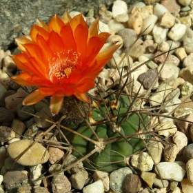 Foto inzerátu Kaktus Acanthocalycium munitum WR 772 dlouhé trny - semena