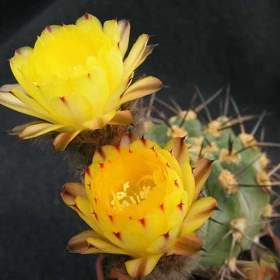 Foto inzerátu Kaktus Acanthocalycium směs druhů - semena