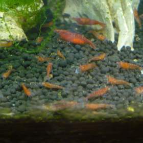 Fotka k inzerátu Krevetky Neocaridina Davidi Red Cherry (červená barva) / 19963115