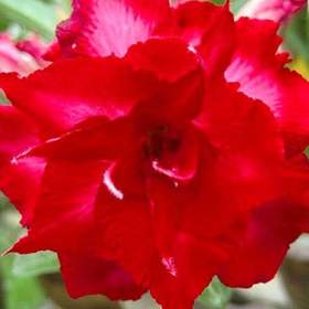 Adenium obesum mon north -  semena / 19960586
