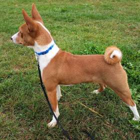 Basenji - prodám pejska bez pp / 19960616