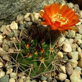 Kaktus Acanthocalycium ferrari WR 572 - semena / 19960645