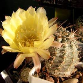 Kaktus Acanthocalycium griseum P 144 Punta Ballasto - semena / 19960646