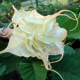 Řízek Brugmansia Summertime -  Andělská trumpeta / 19960680