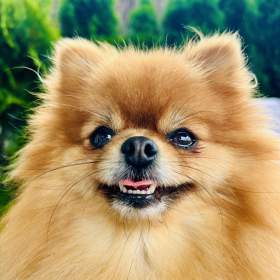 Prodej trpasličí špic Pomeranian Fenka / 19961040