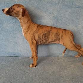 Whippet /Vipet/ -  štěňátka bez pp / 19961563