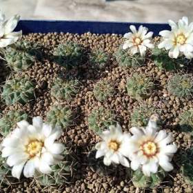 Fotka k inzerátu KAKTUSY GYMNOCALYCIUM / 17995486