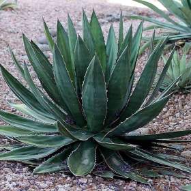 Foto inzerátu Sazenice Agave garciae-mendozae