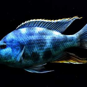 Foto inzerátu Nimbochromis livingstoni