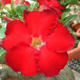 Foto inzerátu Adenium obesum red star Taiwan - semena