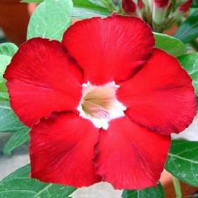 Foto inzerátu Adenium obesum royal ruby - semena