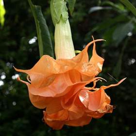 Foto inzerátu Řízek Brugmansia Angels Sunexplosion - Andělská trumpeta