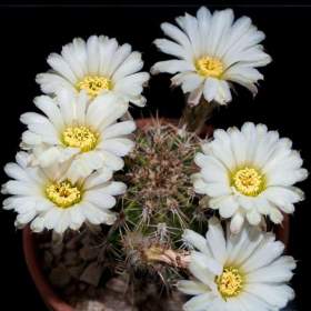 Foto inzerátu Kaktus Acanthocalycium spiniflorum LB 311 Sierra Del Moro - semena