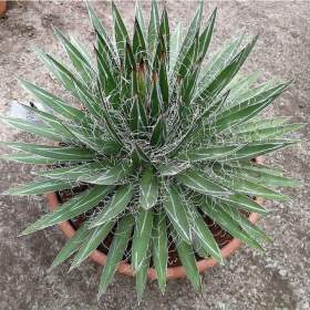 Fotka k inzerátu Sazenice Agave schidigera / 19961819