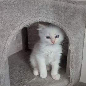 Foto inzerátu Koťata Ragdoll bez PP 