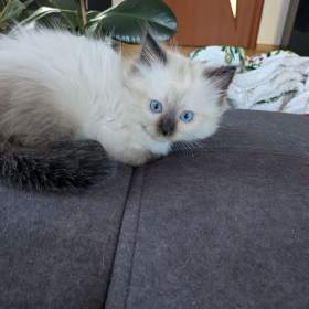 Foto inzerátu Koťata Ragdoll bez PP 