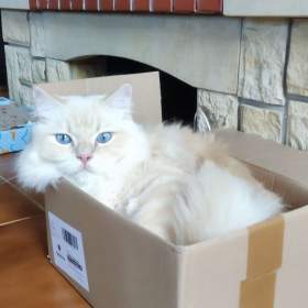 Foto inzerátu Koťata Ragdoll bez PP 