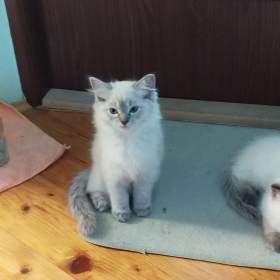 Foto inzerátu Ragdoll