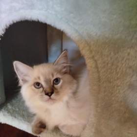 Foto inzerátu Ragdoll