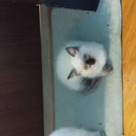 Foto inzerátu Ragdoll
