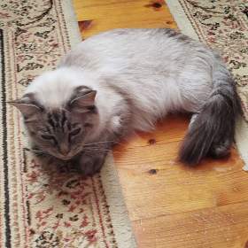 Foto inzerátu Ragdoll
