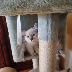 Foto inzerátu Ragdoll