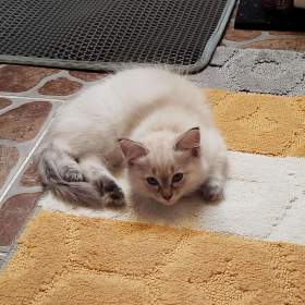 Foto inzerátu Ragdoll