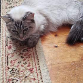 Foto inzerátu Ragdoll