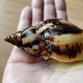 Foto inzerátu Oblovka DARUJI