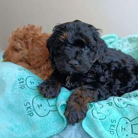 Foto inzerátu Cavapoo