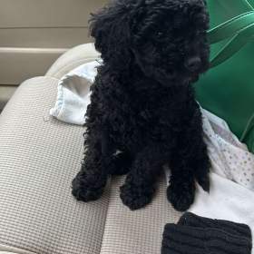 Foto inzerátu Cavapoo