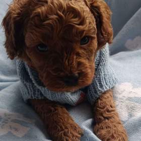 Fotka k inzerátu Cavapoo  / 19963344