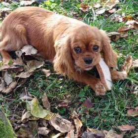 Foto inzerátu Cavapoo