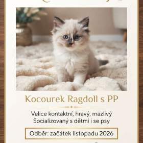 Fotka k inzerátu Koťátko Ragdoll s PP / 19963540