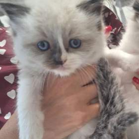 Foto inzerátu Koťátko Ragdoll s PP
