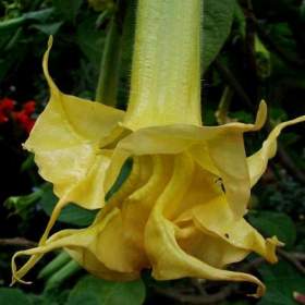 Foto inzerátu Řízek Brugmansia Angels Sunstar - Andělská trumpeta